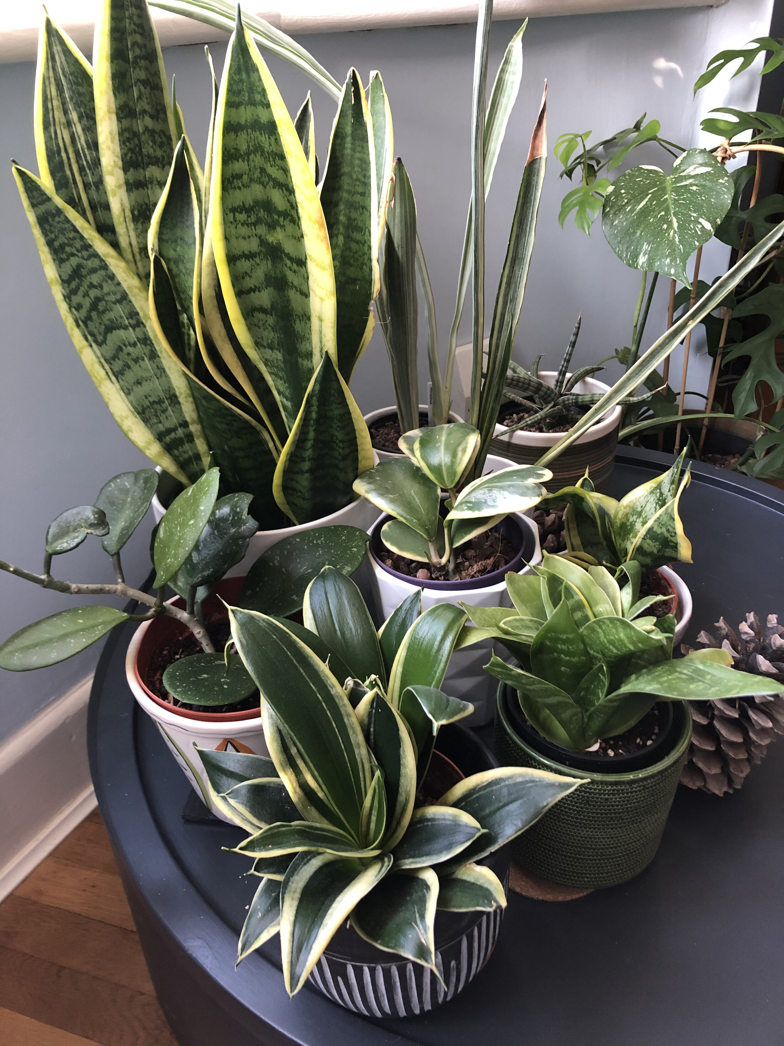 サンスベリア ペロッティ Sansevieria perrottetii Sansevieria - The Flower Fix